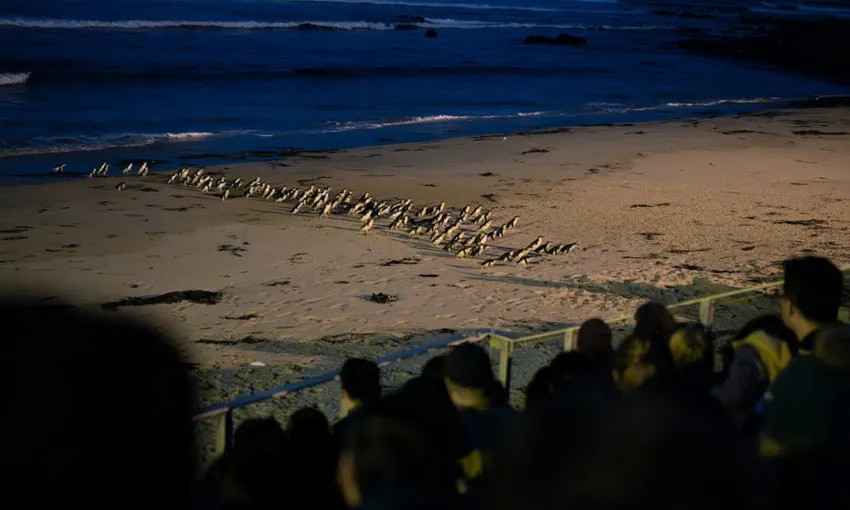Phillip Island Penguin Experience - 2 Hours | Experience Oz