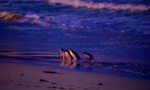 Phillip Island Premium Penguins Experience - 2 Hours