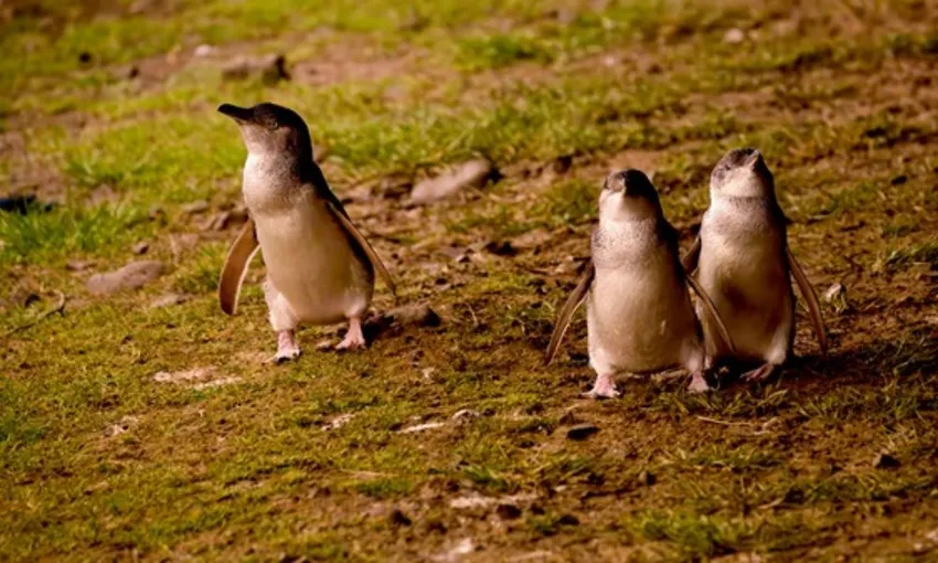 Phillip Island Penguin Experience - 2 Hours | Experience Oz