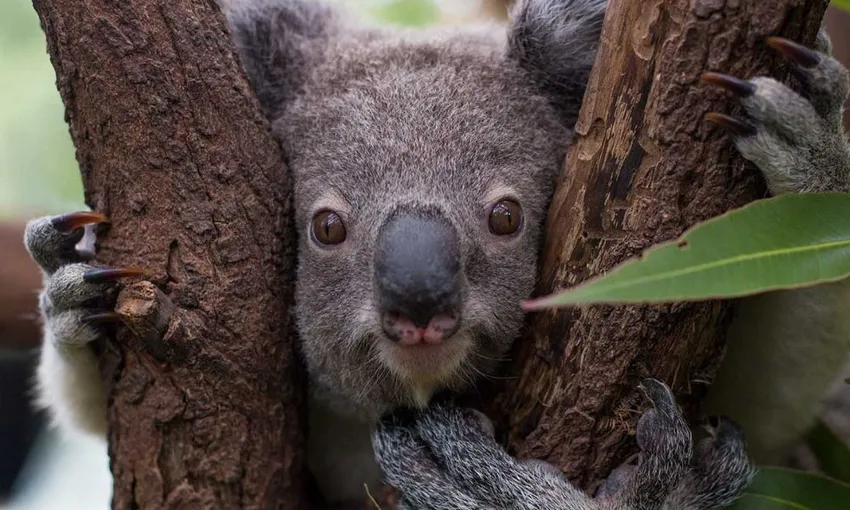 Currumbin Sanctuary & TreeTop Challenge Pass | Experience Oz