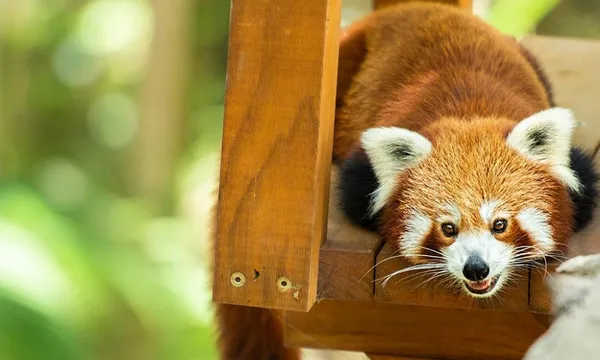Currumbin Experience Pass - Currumbin Wildlife Sanctuary and High Ropes Adventure