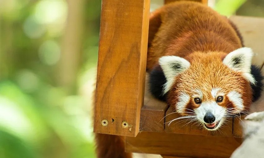 Currumbin Sanctuary & TreeTop Challenge Pass | Experience Oz