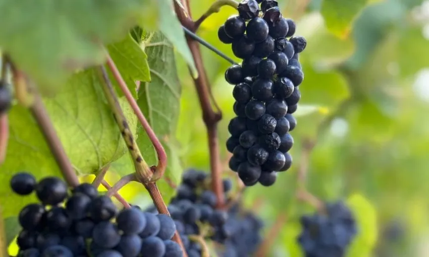 Orange Winery Trike Tour & Gourmet Picnic - For 2 | Experience Oz