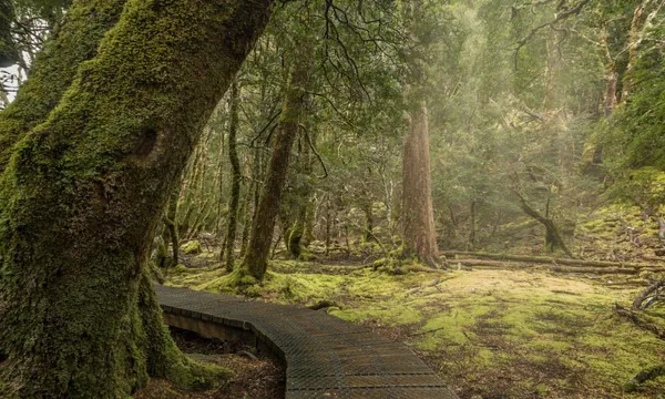 Hobart to Launceston Transfer & Cradle Mountain Tour
