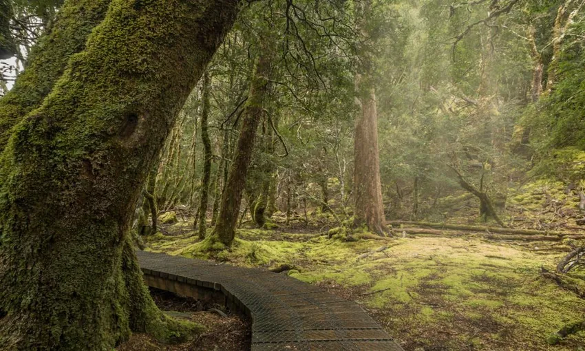 Hobart to Launceston Transfer & Cradle Mountain | Experience Oz