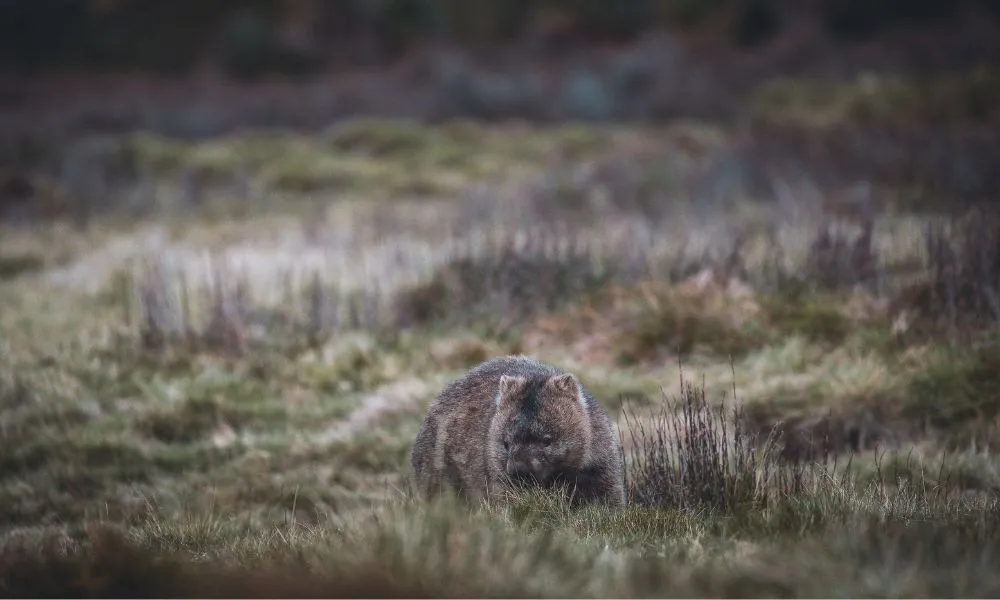 Hobart to Launceston Transfer & Cradle Mountain | Experience Oz-4