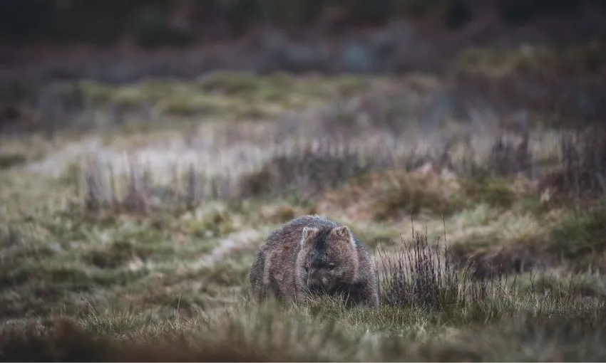Hobart to Launceston Transfer & Cradle Mountain | Experience Oz