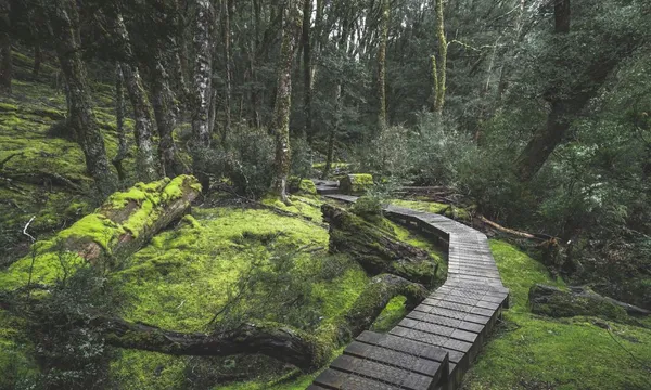 Hobart to Launceston Transfer & Cradle Mountain Tour