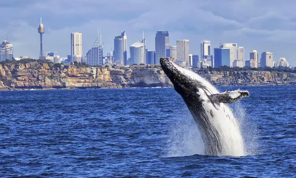 Sydney Whale Watching Cruise with Breakfast - 4 Hours