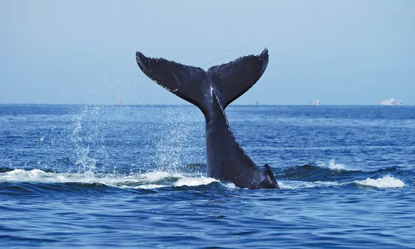 Sydney Whale Watching Cruise with Breakfast - 4 Hours