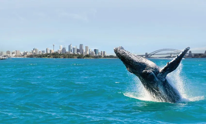 Sydney Whale Watching Cruise with Breakfast | Experience Oz