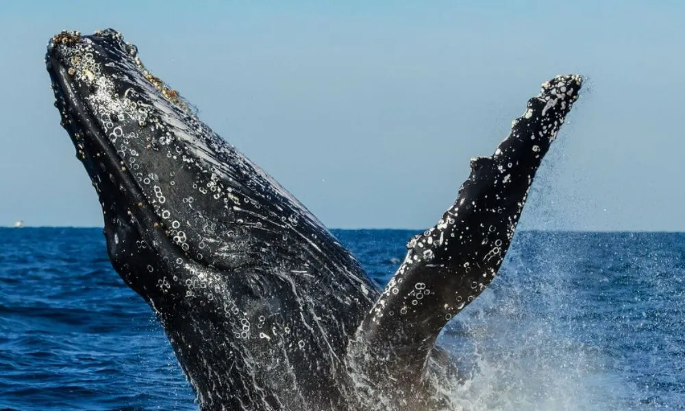 Sydney Whale Watching Cruise with Breakfast | Experience Oz-4