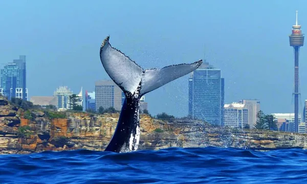Sydney Whale Watching Cruise with Breakfast - 4 Hours