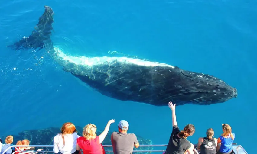 Sydney Whale Watching Cruise with Breakfast | Experience Oz