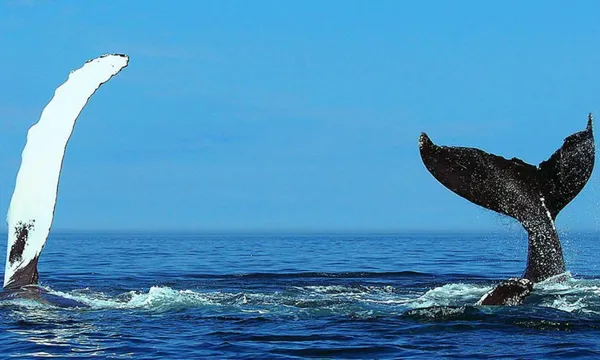 Sydney Whale Watching Cruise with Breakfast - 4 Hours