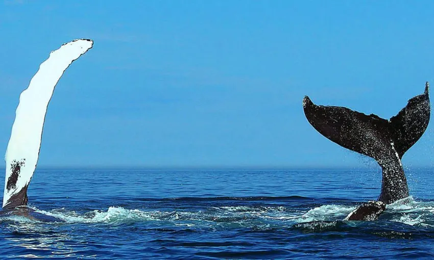 Sydney Whale Watching Cruise with Breakfast | Experience Oz