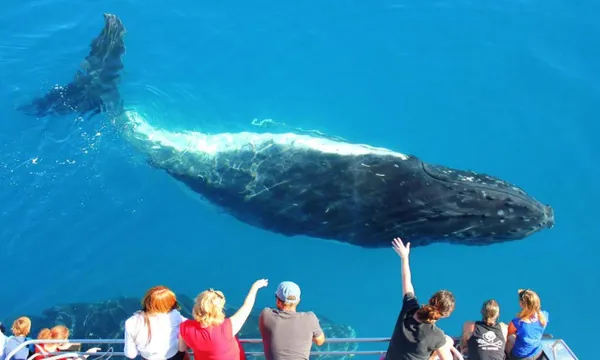 Sydney Harbour Whale Watching Cruise with Lunch - 4 Hours