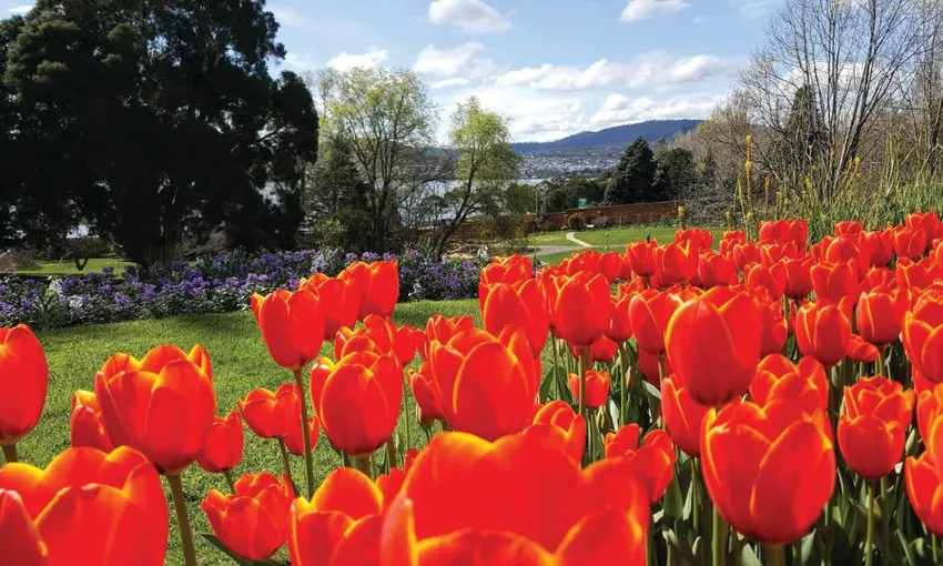 Hobart City Highlights Tour with MONA Entry | Experience Oz