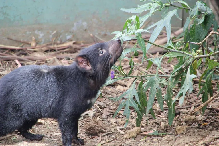 Bonorong Sanctuary & Richmond Village Tour | Experience Oz