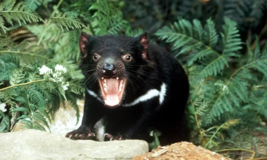 Bonorong Sanctuary & Richmond Village Tour | Experience Oz