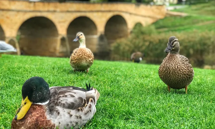 Bonorong Sanctuary & Richmond Village Tour | Experience Oz