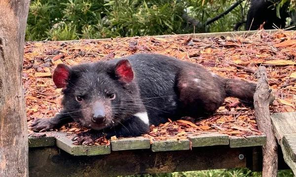 Bonorong Sanctuary & Richmond Village Tour from Hobart