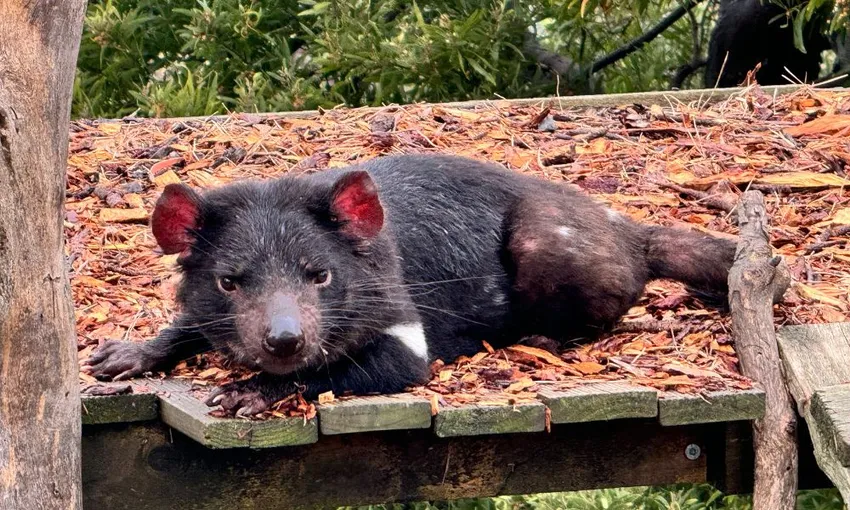 Bonorong Sanctuary & Richmond Village Tour | Experience Oz