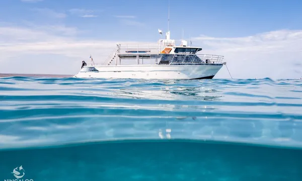 Whale Shark Swim on Powerboat, with Lunch, August to October