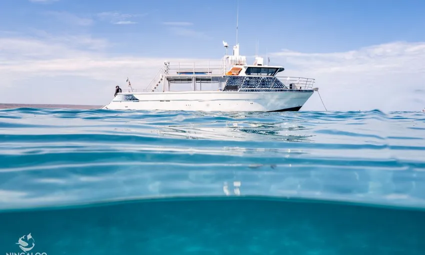 Whale Shark Swimming at Ningaloo Reef - Full Day | Experience Oz