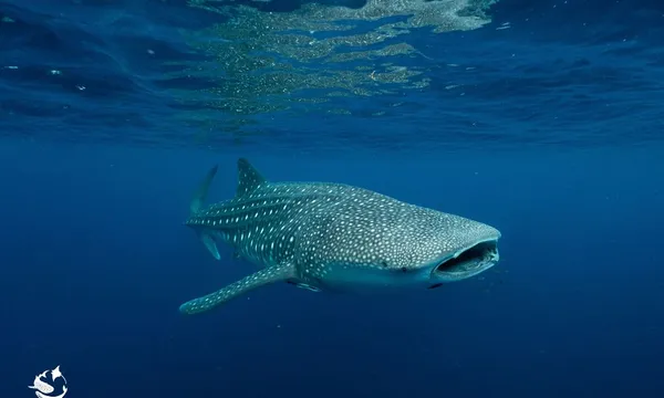 Whale Shark Swim on Powerboat, with Lunch, August to October
