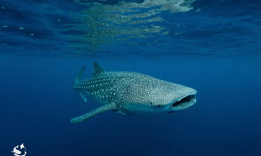 Whale Shark Swimming at Ningaloo Reef - Full Day | Experience Oz