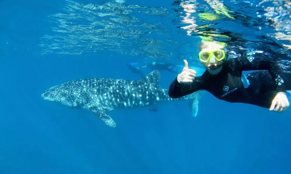 Whale Shark Swimming at Ningaloo Reef - Full Day | Experience Oz-1