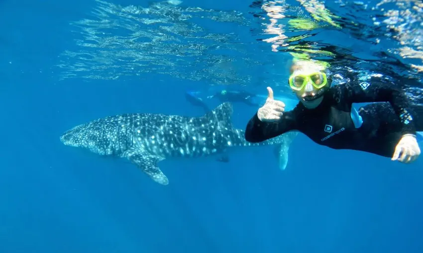 Whale Shark Swimming at Ningaloo Reef - Full Day | Experience Oz
