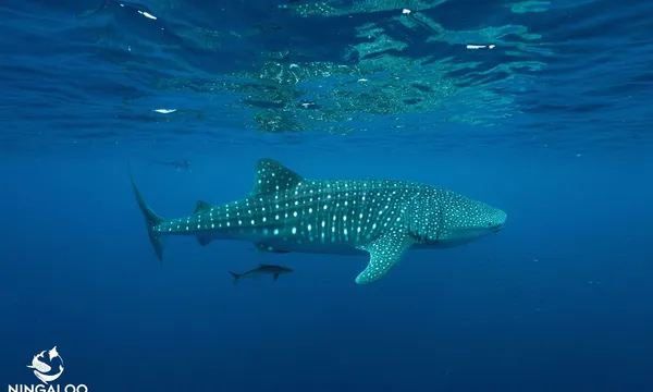 Whale Shark Swim on Powerboat, with Lunch, August to October