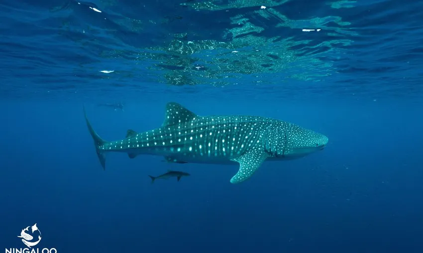 Whale Shark Swimming at Ningaloo Reef - Full Day | Experience Oz