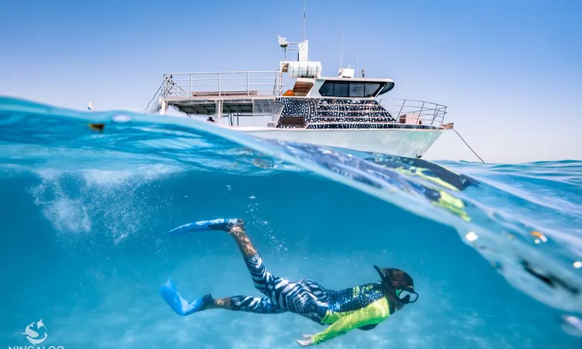 Whale Shark Swimming at Ningaloo Reef - Full Day | Experience Oz