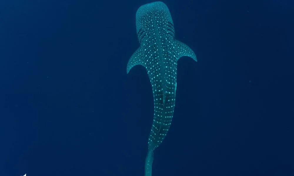 Whale Shark Swimming at Ningaloo Reef - Full Day | Experience Oz-2