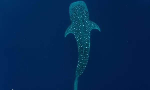 Whale Shark Swim on Powerboat, with Lunch, August to October