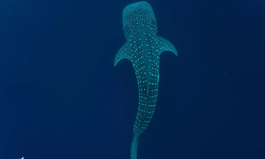 Whale Shark Swimming at Ningaloo Reef - Full Day | Experience Oz
