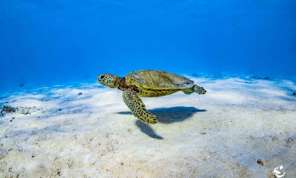 Whale Shark Swimming at Ningaloo Reef - Full Day | Experience Oz-3
