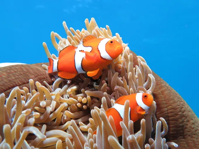 Port Douglas Outer Great Barrier Reef Cruise | Experience Oz