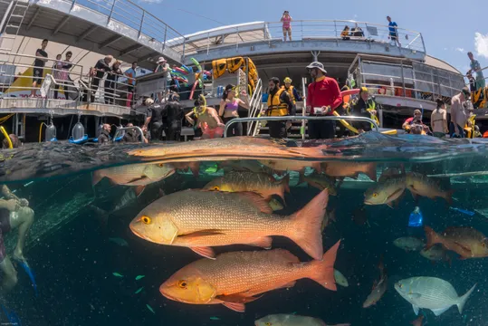 Great Barrier Reef Cruise to Quicksilver Port Douglas Pontoon