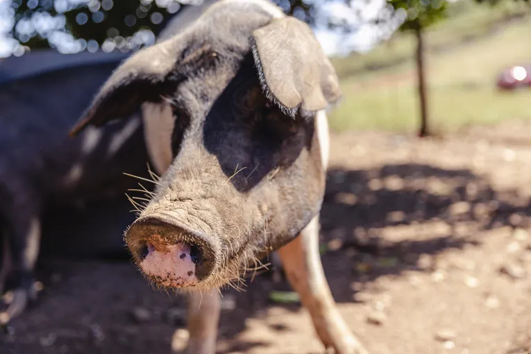 Self Guided Permaculture Farm Audio Tour | Experience Oz