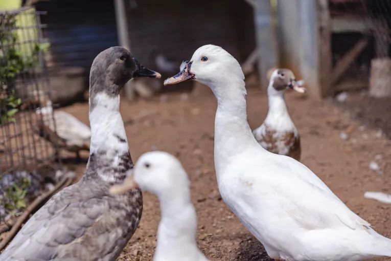 Self Guided Permaculture Farm Audio Tour | Experience Oz