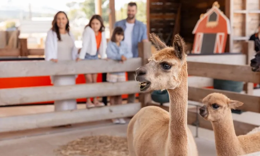 Creswick Wool Mill Tour & Farm Adventure - 1 Hour | Experience Oz