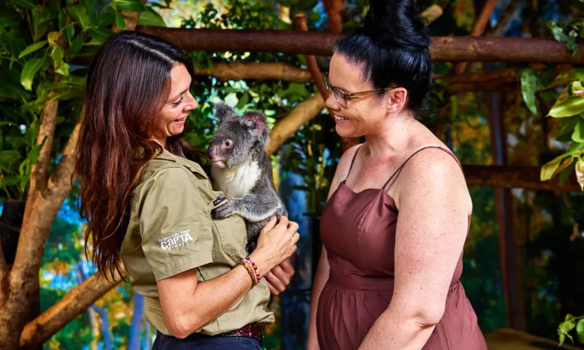 Cairns Koalas & Creatures Private Wildlife Tour | Experience Oz