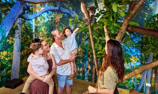 Cairns Koalas & Creatures Private Wildlife Tour - 1 Hour