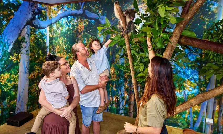 Cairns Koalas & Creatures Private Wildlife Tour | Experience Oz