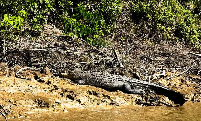Trinity Inlet Jetski River Tour, 1 Hour - Cairns