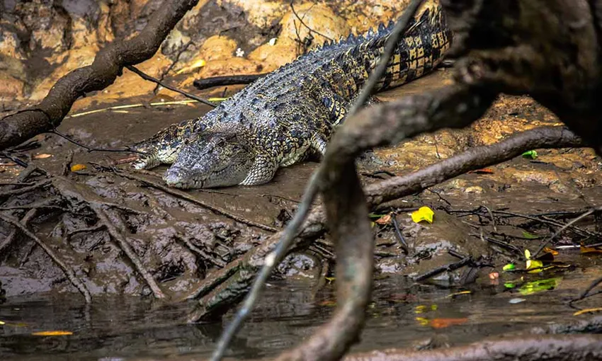Trinity Inlet Jetski River Tour, 1 Hour - Cairns